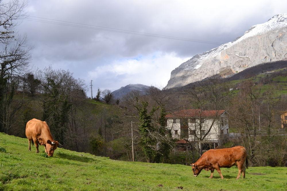 Alesga Hotel Rural - Valles Del Oso -Asturias San Salvador  Extérieur photo